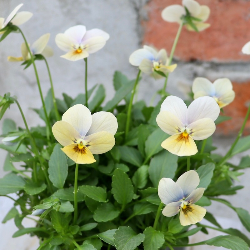 ゲブラナガトヨさん育種の「マリア」・2025年11月下旬ごろ販売開始