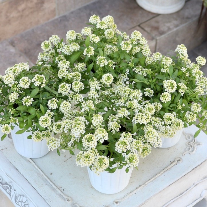 アリッサム・アルール「ほぼレモン」 