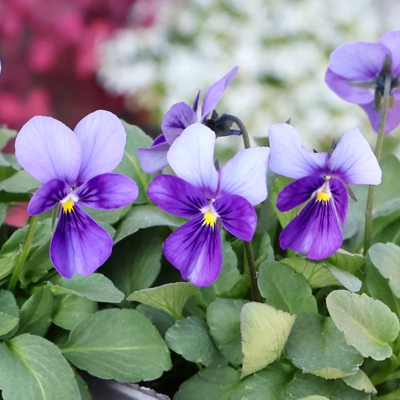 植物（花苗・鉢物）をハ行から選ぶ｜ネット通販ショップ～風散歩～