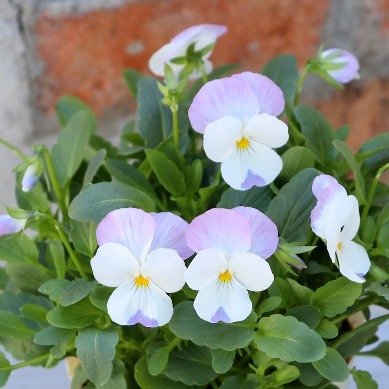 パンジー花柄 ガラスのぼんぼり パンジー花柄 ガラスのぼんぼり