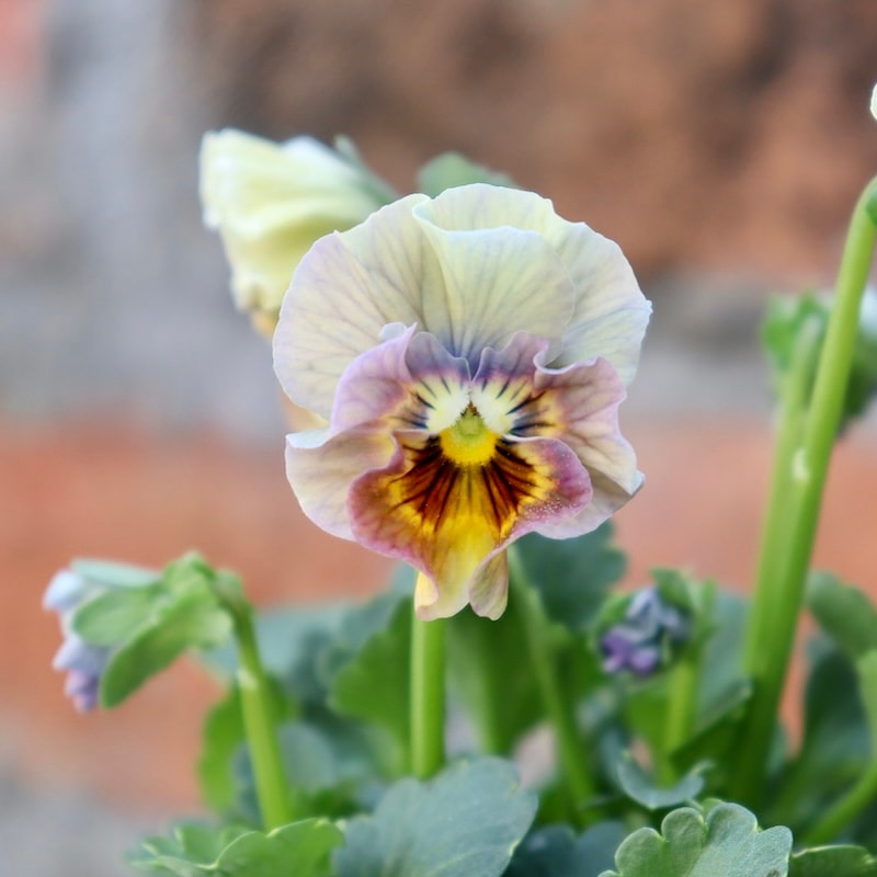 画像の現品1点限り!!桐生ふぁ~む×花日和さんのビオラ「アイクルール」＜2番＞
