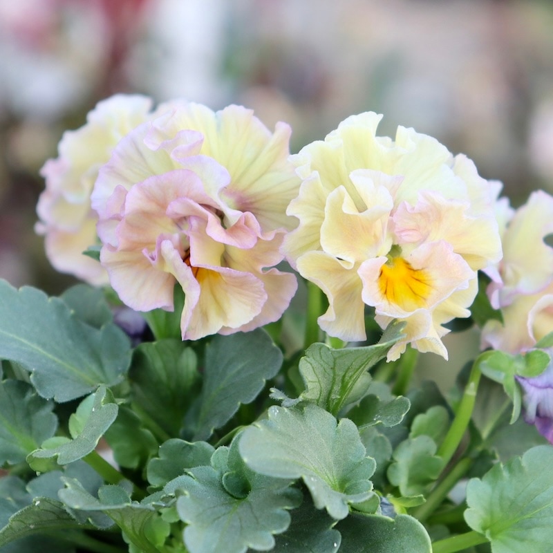 画像の現品1点限り!!桐生ふぁ~む×花日和さんのビオラ「アイクルール」＜3番＞