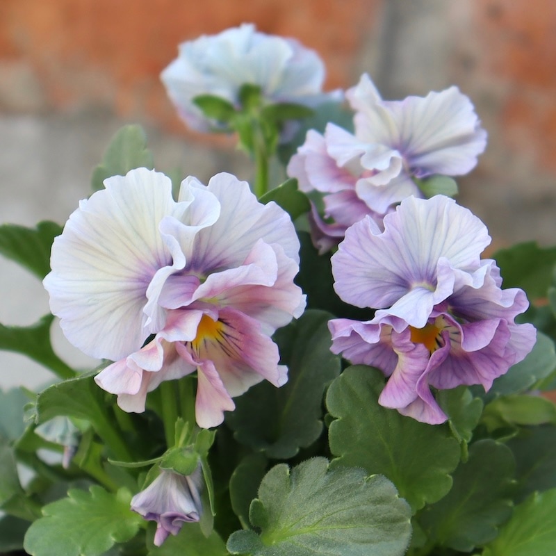 画像の現品1点限り!!桐生ふぁ~む×花日和さんのビオラ「アイクルール