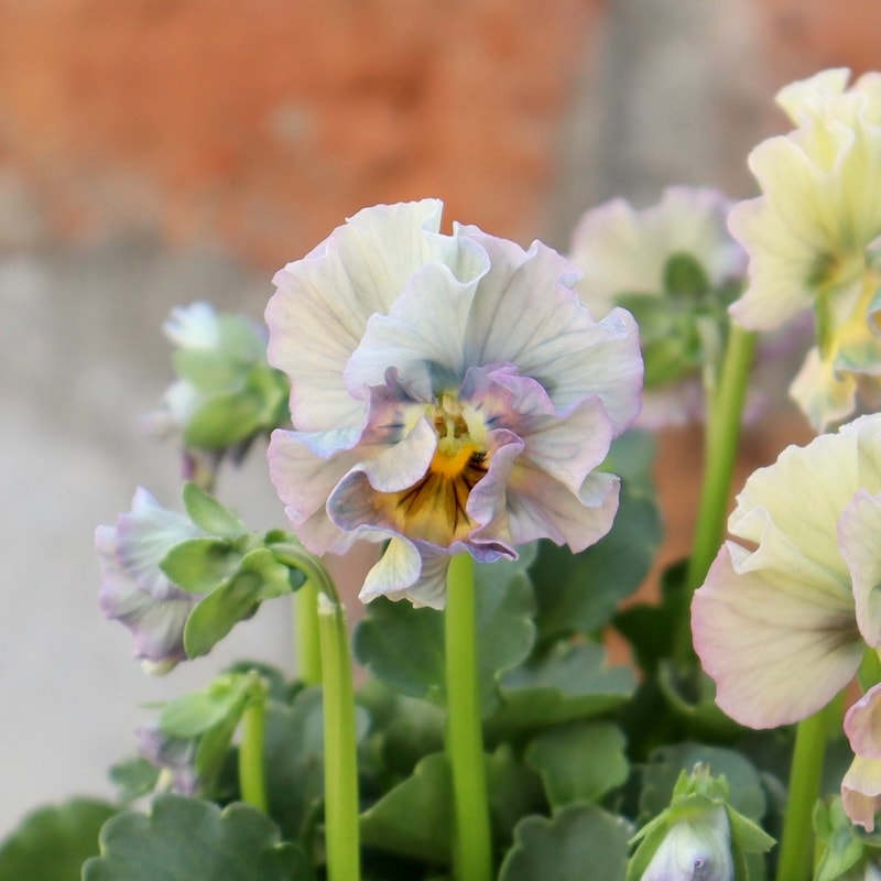 画像の現品1点限り!!桐生ふぁ~む×花日和さんのビオラ「アイクルール」＜5番＞