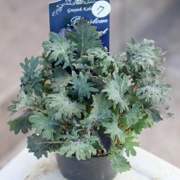 画像で葉の形・色を選べる!! グレイッシュケール「ファントムブーケ」〈7番〉