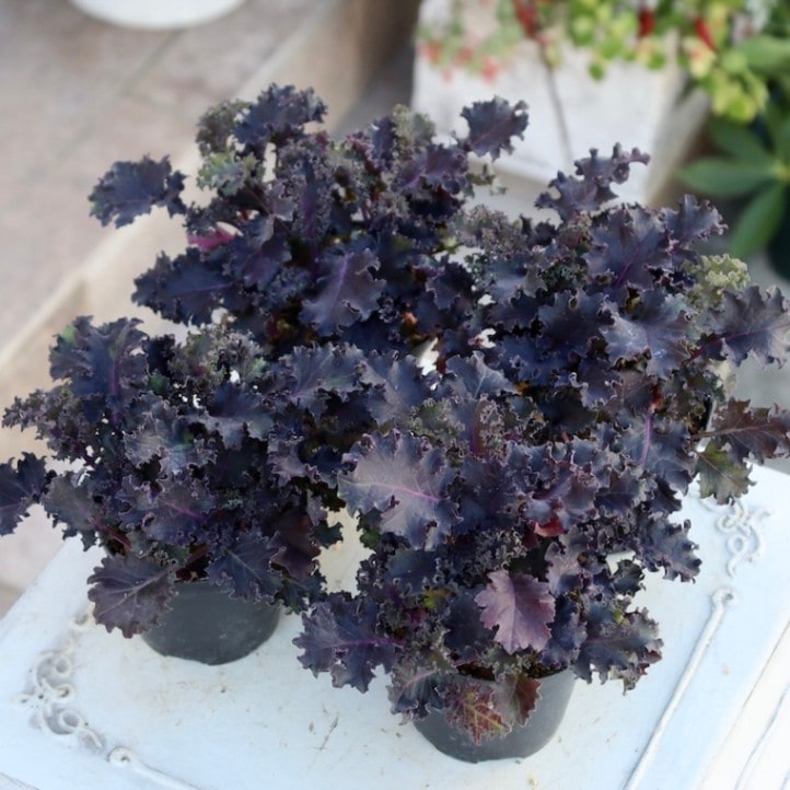 画像で葉の形・色を選べる!! グレイッシュケール「ファントムブーケ」〈8番〉