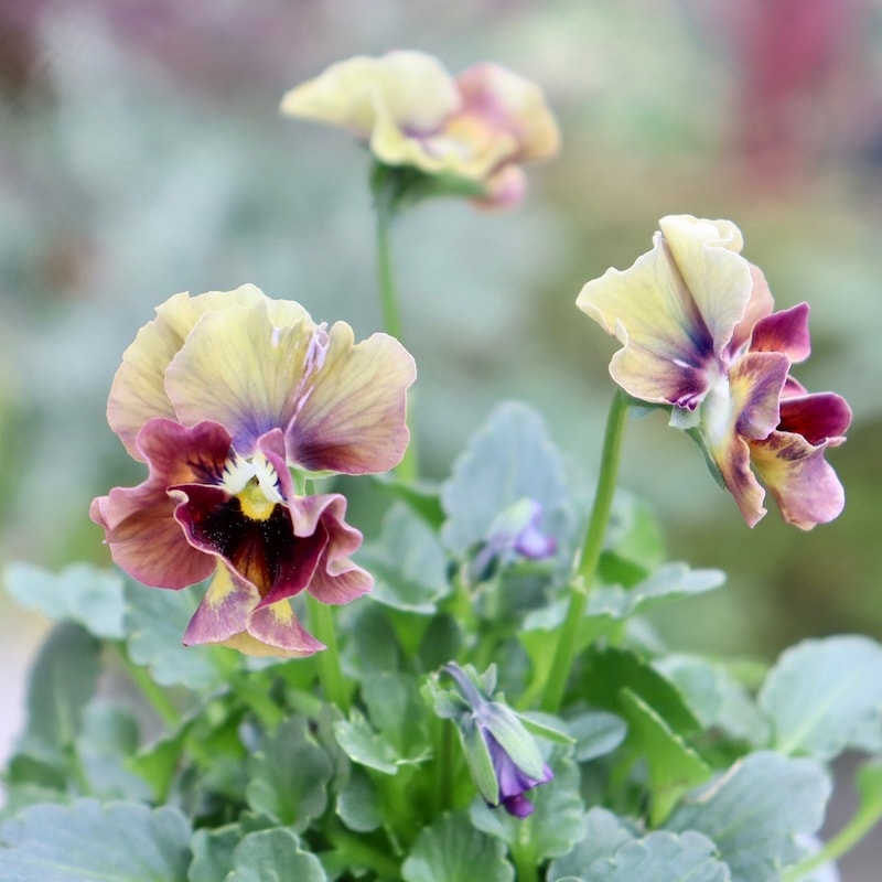 画像の現品1点限り!!桐生ふぁ~む×花日和さんのビオラ「アイクルール