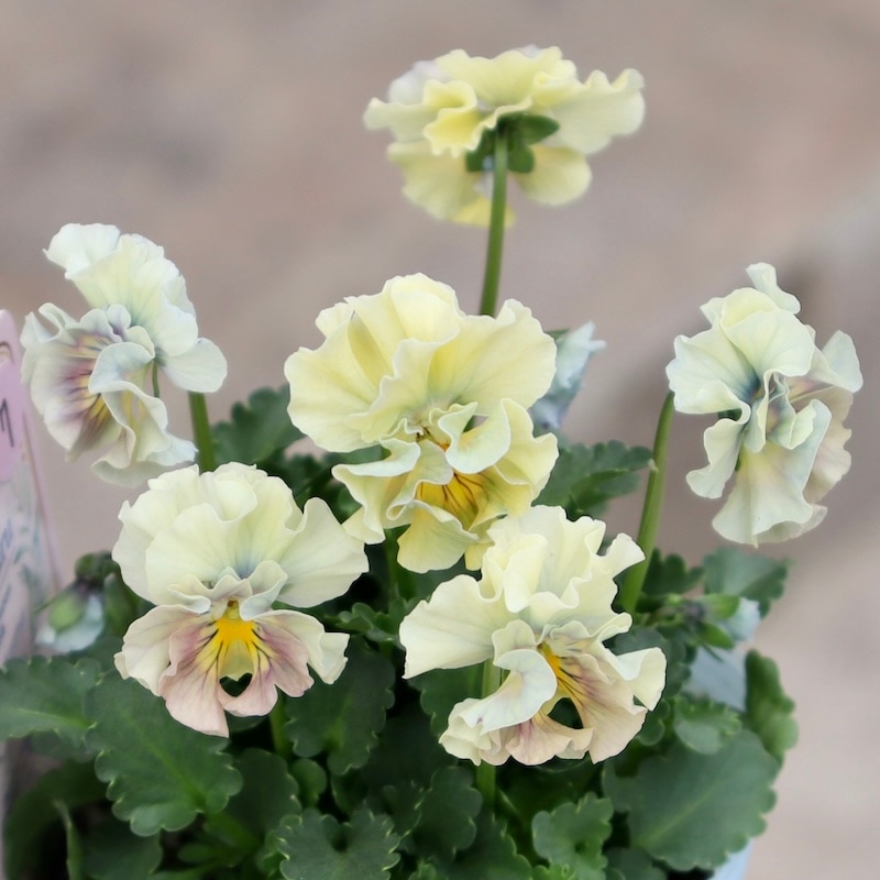 画像の現品1点限り!!桐生ふぁ~む×花日和さんのビオラ「アイクルール