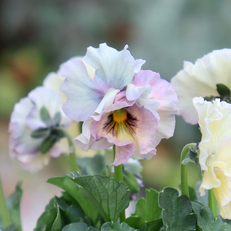 画像の現品1点限り!!桐生ふぁ~む×花日和さんのビオラ「アイクルール」＜9番＞