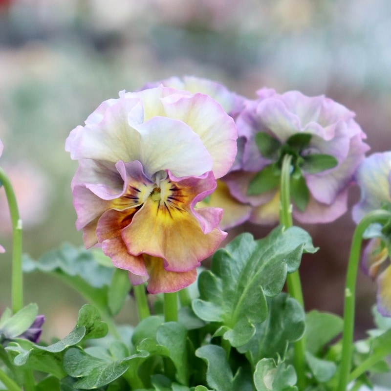 画像の現品1点限り!!桐生ふぁ~む×花日和さんのビオラ「アイクルール」＜11番＞