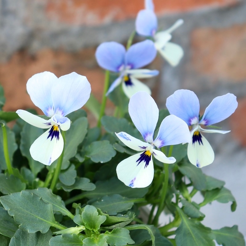 画像で花色を選べる!! ロカハーツ「ブルーウイングス」<1番>