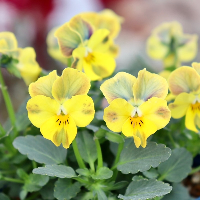 （14）ハーバリウム  春色  ビオラ ＊ショート＊ 今シーズンのNEW現品1点限り☆サトウ園芸さんのビオラ・ヌーヴェル