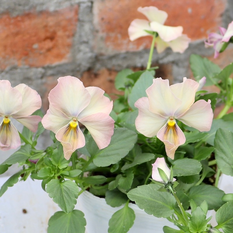 画像の現品1点限り!! ロカハーツ「ホルシス」＜7番＞