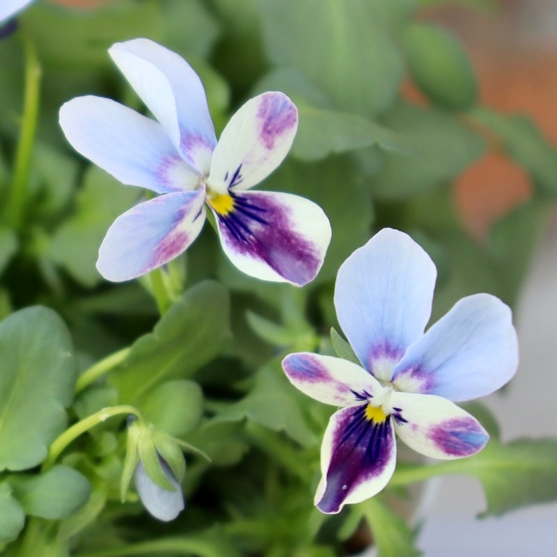 画像で花色を選べる!! ロカハーツ「ブルーウイングス」＜2番＞　　