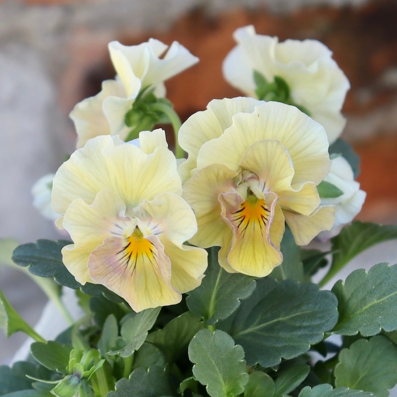 画像の現品1点限り!!桐生ふぁ~む×花日和さんのビオラ「アイクルール」＜12番＞