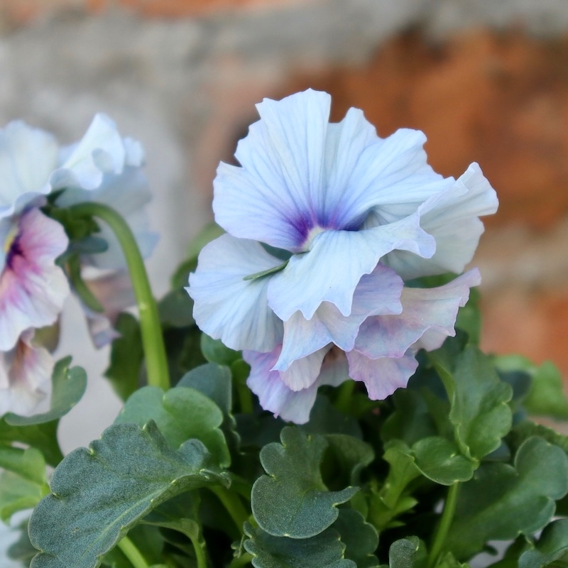 画像の現品1点限り!!桐生ふぁ~む×花日和さんのビオラ「アイクルール」＜13番＞