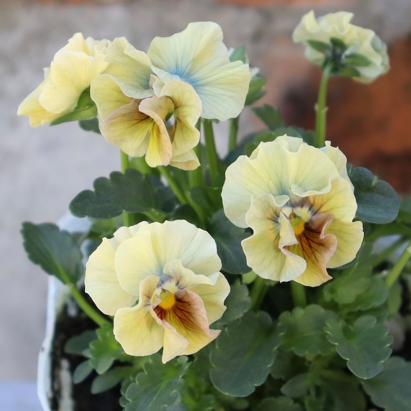 画像の現品1点限り!!桐生ふぁ~む×花日和さんのビオラ「アイクルール」＜14番＞