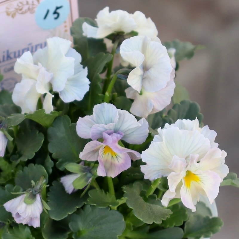 M a a 様ご予約品 ケ）2苗 フリル咲きビオラ アイクルール タグ付き