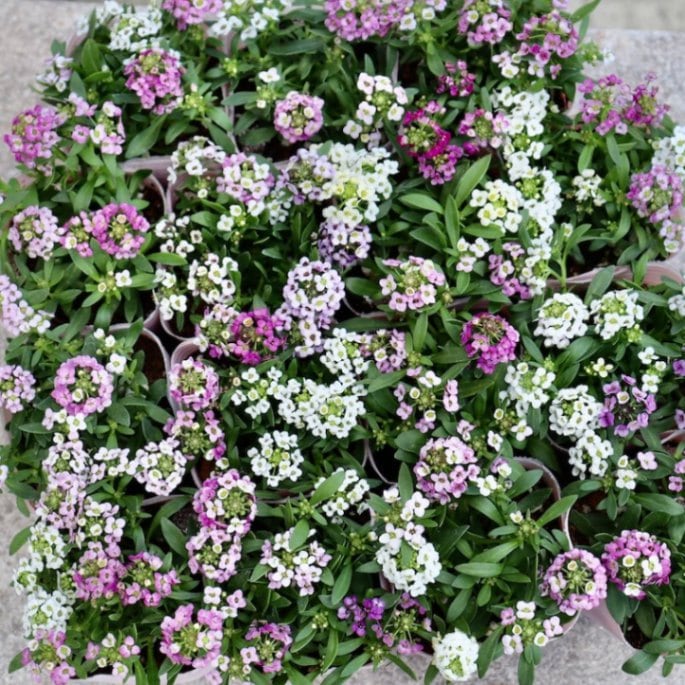 お手頃の綺麗なアリッサム「MIX」 2株セット!! 配色お任せ♪