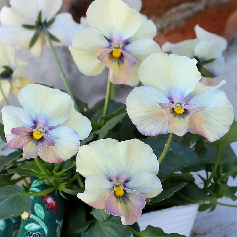 画像の現品1点限り!! ロカハーツ「ホルシス」＜9番＞