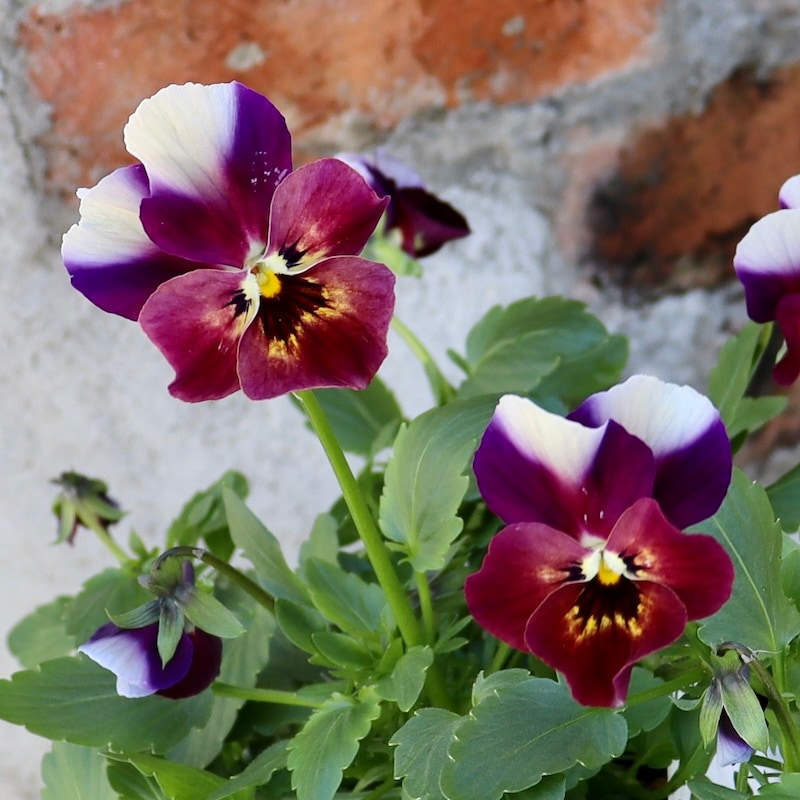 画像の現品1点限り!! ロカハーツ「ホルシス」＜10番＞