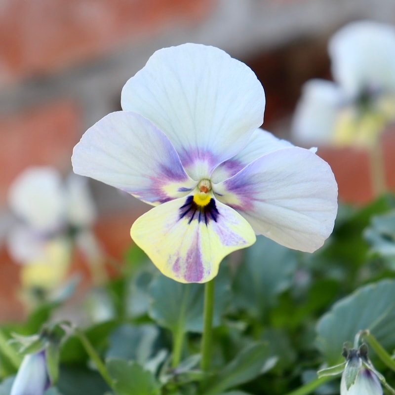 1点限り!!画像とほぼ同じ花☆ ロカハーツ「ホルシス」＜11番＞