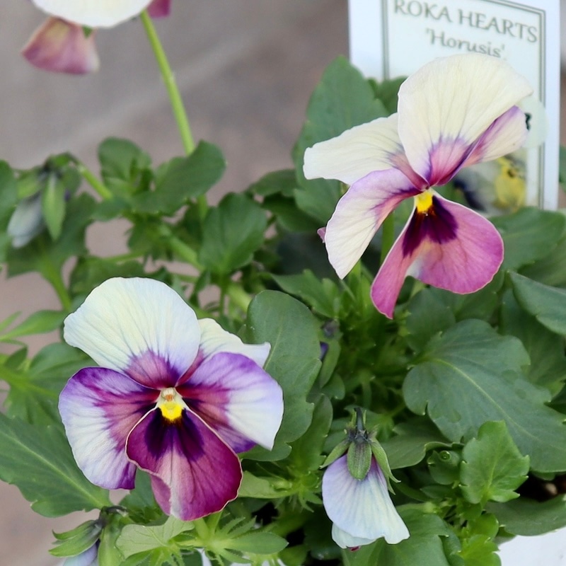 1点限り!!画像とほぼ同じ花☆ロカハーツ「ホルシス」＜13番＞