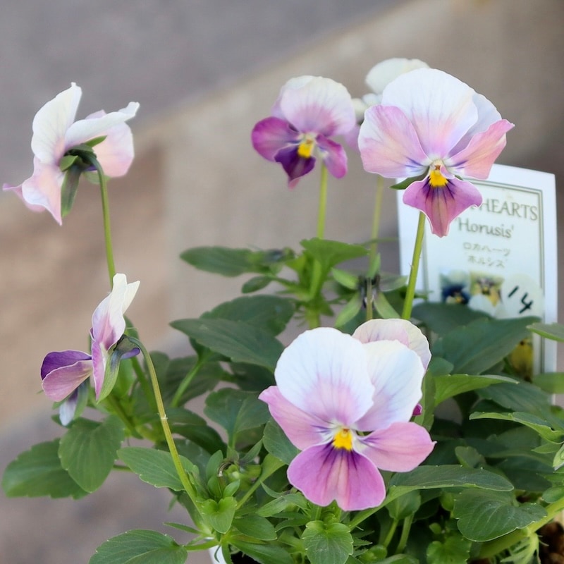 画像の現品1点限り!! ロカハーツ「ホルシス」＜14番＞