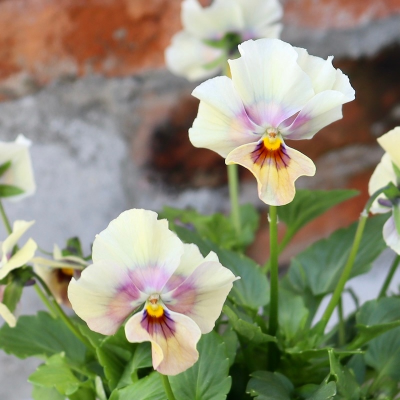 画像の現品1点限り!! ロカハーツ「ホルシス」＜15番＞