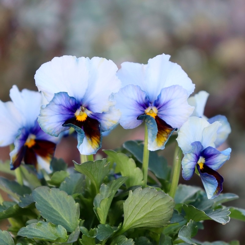 現品1点限り☆スペシャルなサトウ園芸さんのビオラ・ヌーヴェル