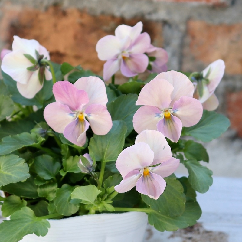 画像の現品1点限り!! ロカハーツ「ホルシス」＜16番＞