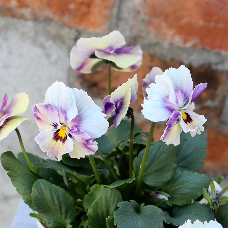 画像の現品1点限り!! ロカハーツ「ホルシス」＜17番＞