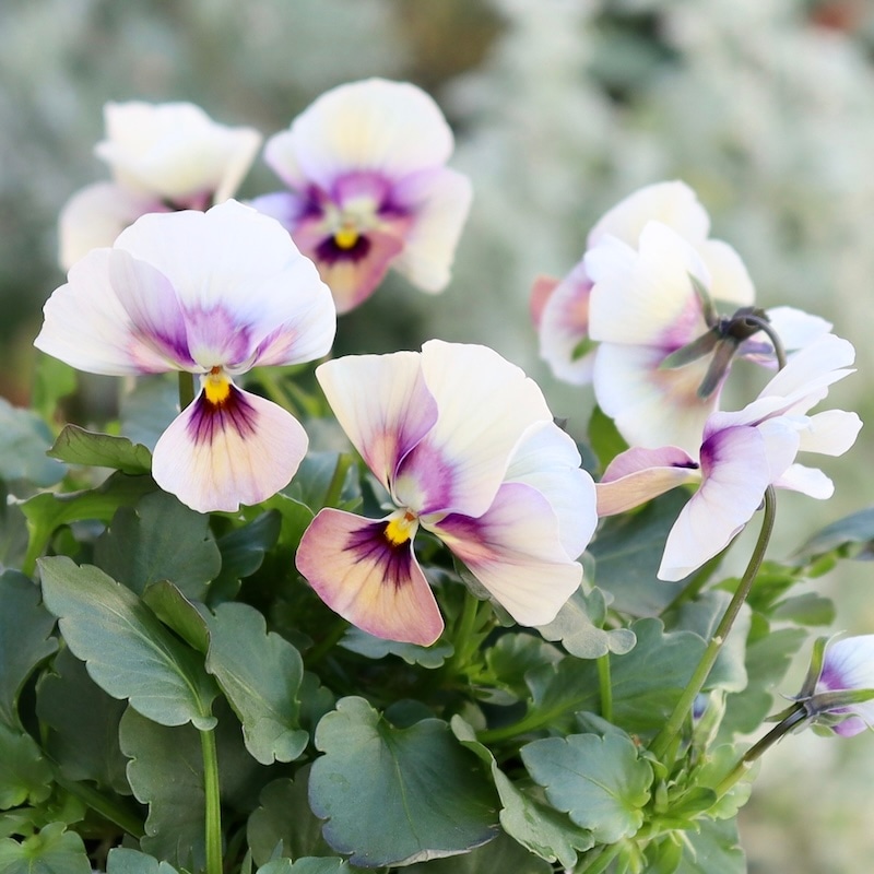 画像の現品1点限り!! ロカハーツ「ホルシス」＜18番＞