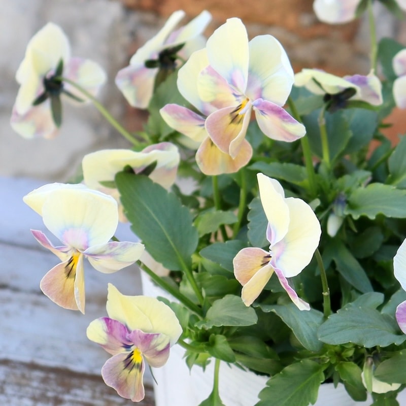 1点限り!!画像とほぼ同じ花☆ ロカハーツ「ホルシス」＜19番＞