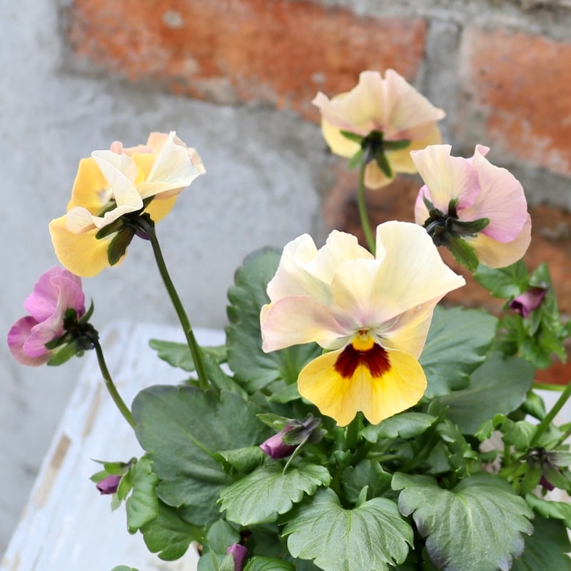 画像の現品1点限り!! ロカハーツ「ホルシス」＜20番＞