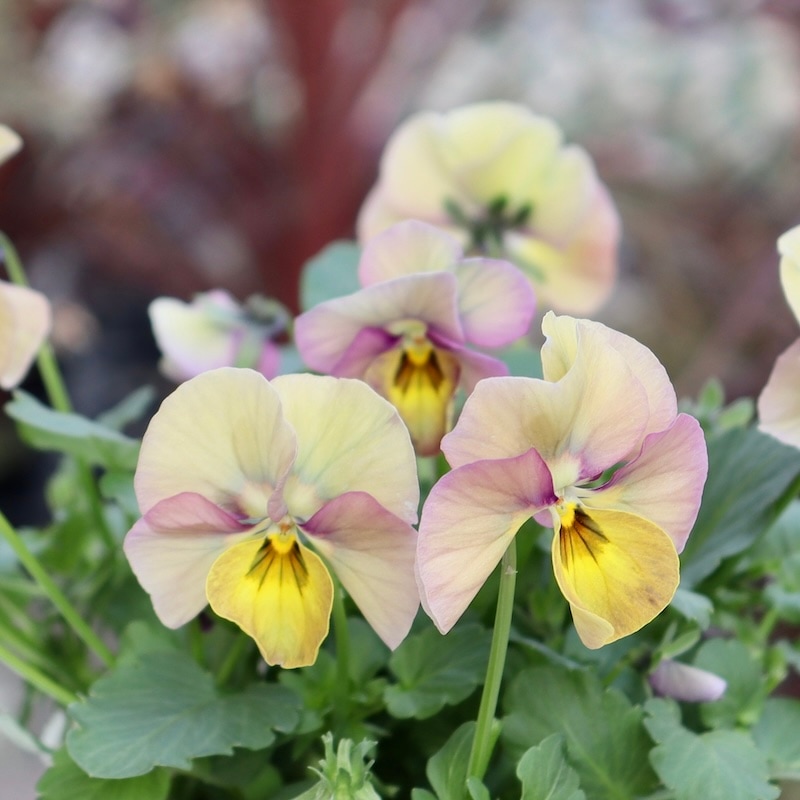 画像の現品1点限り!! ロカハーツ「ホルシス」＜21番＞