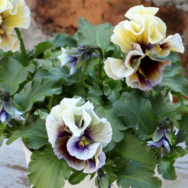 サトウ園芸さん育種「クレール・ドゥ・リュンヌ」・2025年11月ごろ販売