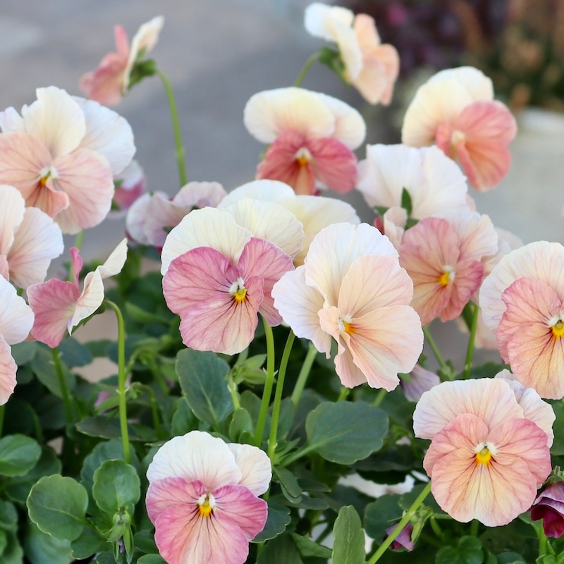 可愛い過ぎません? 高知・植田さんのビオラ☆2024年度試験品種〈24-1〉