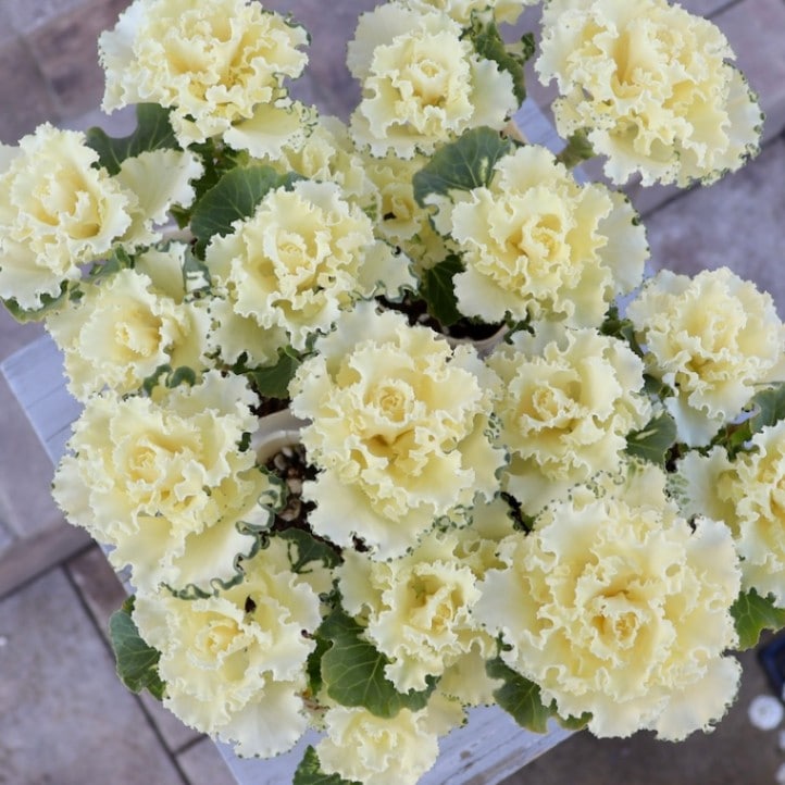 高見園芸さんの葉牡丹(ハボタン)セッションシリーズ「ペティクリーム」