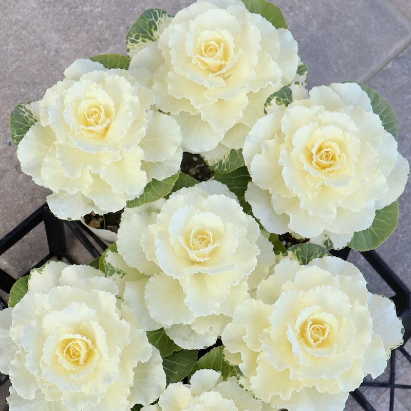 即日発送 50Pホワイトフレア　バラ 拡張パック「ホワイトフレア」（BOX販売）