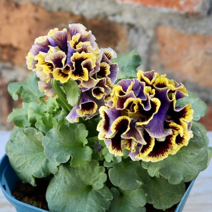 画像の現品限り☆サトウ園芸さんのパンジー「ドラキュラ」(31番)