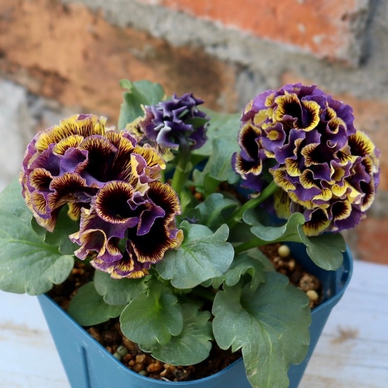 1点限り!! 画像とほぼ同じ色☆サトウ園芸さんのパンジー「ドラキュラ」(32番)