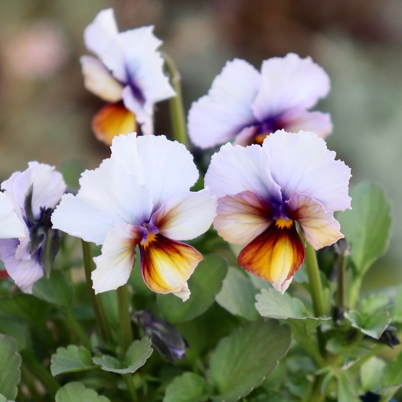 1点限り☆サトウ園芸さんのビオラ・ヌーヴェルヴァーグ<323番>