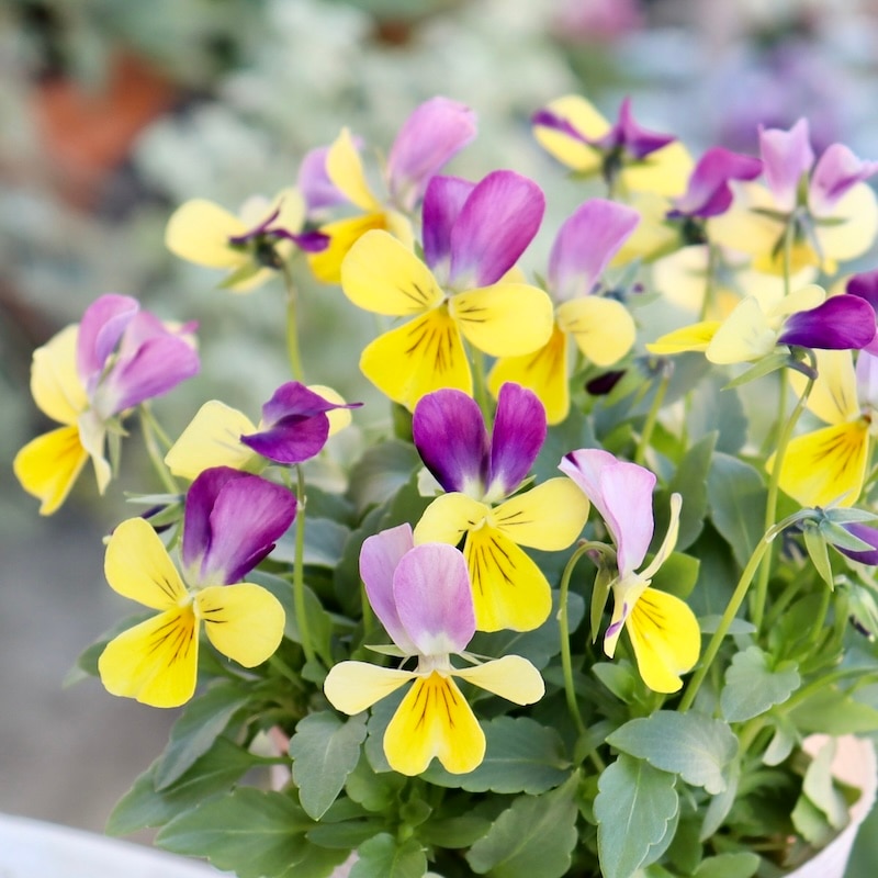 MIYABI☆ ビオラ♡パンジー みやび花園・JA福島さくら逢瀬片平共選場のパンジー、ビオラ | Flower