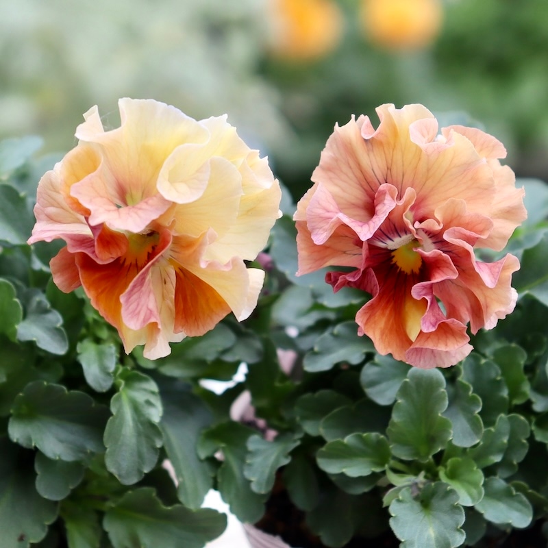 画像で色を選べる!!うえたパンジー「マリーリーン」<43番>