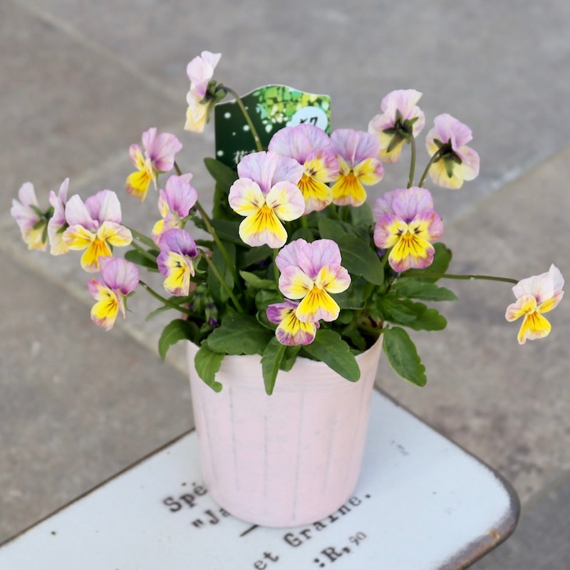 花夢園芸さん育種「パンジー」＆「ビオラ」・2025年11月ごろ販売開始