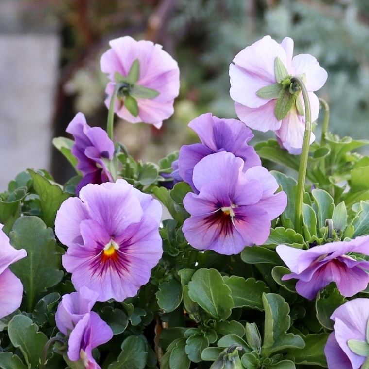 画像の現品いずれか!!アイデアルフラワー大牟田さんのビオラevolve(エボルベ)<100番>