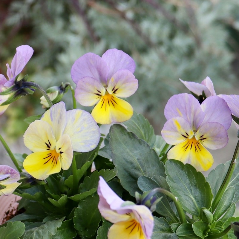 画像の現品1点限り!!花夢園芸さんのオリジナルビオラ＜64番＞