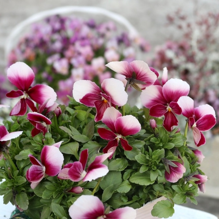 残り僅か!!画像で色を選べる!! うえたオリジナルビオラ「エマーラブ」1番