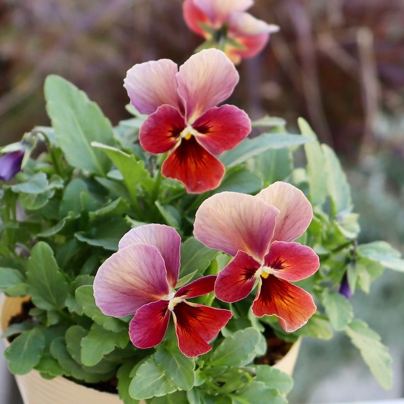 画像の現品1点限り!!アイデアルフラワー・大牟田さんのビオラevolve